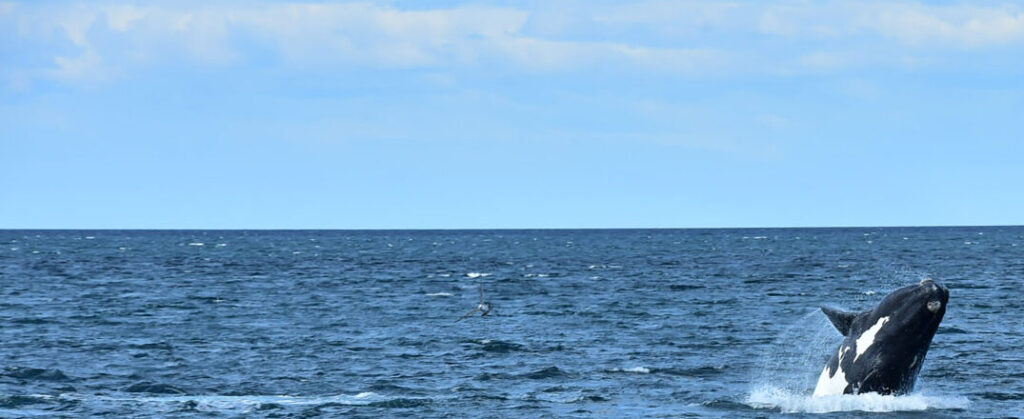 ballenas arenas de la patagonia